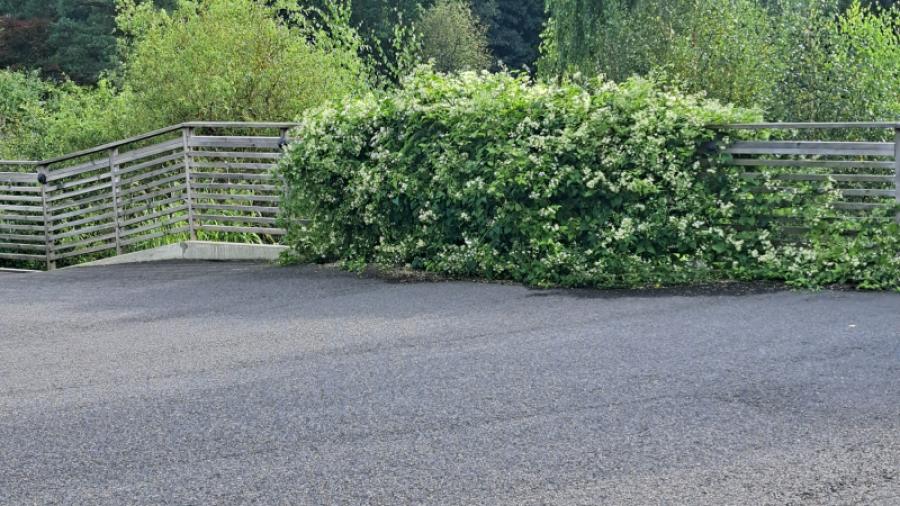 Klematis på staketet